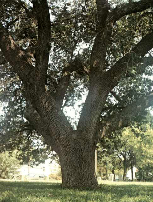 Borden Oak-1969